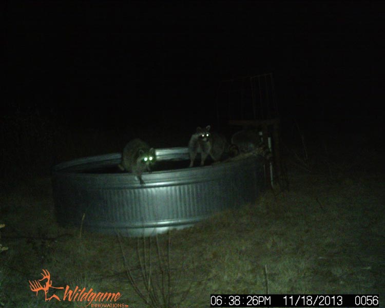 Raccoons at the trough
