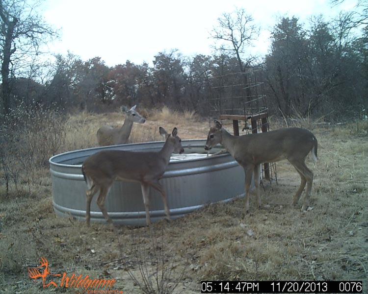 Deer at the water trough