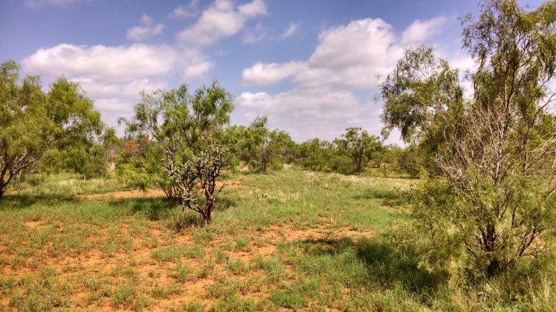 View of the pastures on the ranch