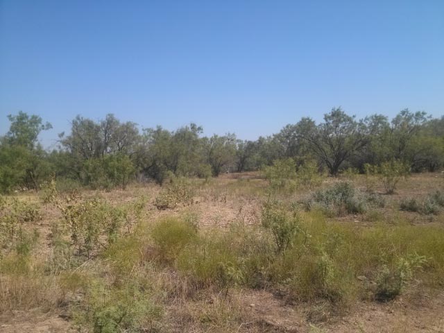 View of the mesquite pasture