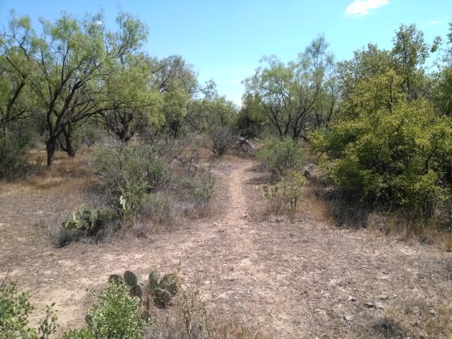 View of the mesquite pasture