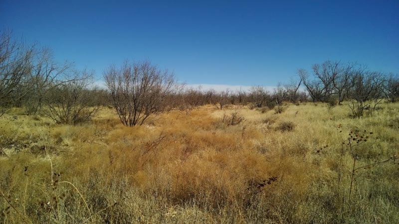 Mesquite pasture