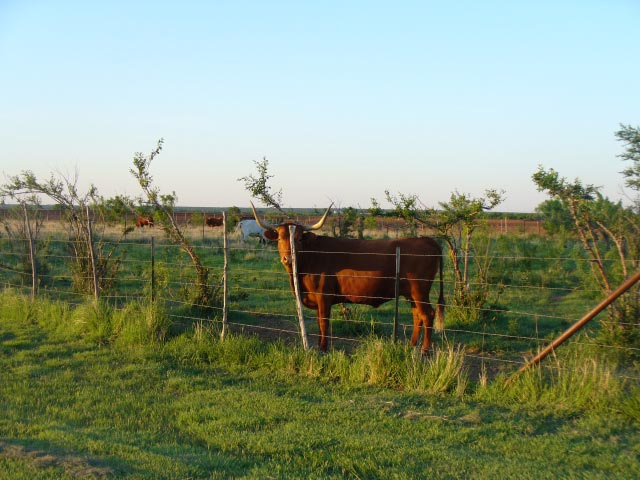 Cattle in the pasture